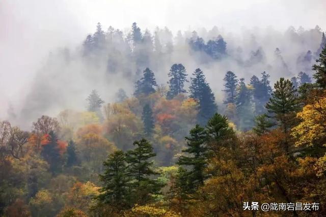 千年药乡•康养宕昌 | 接下来的官鹅沟~