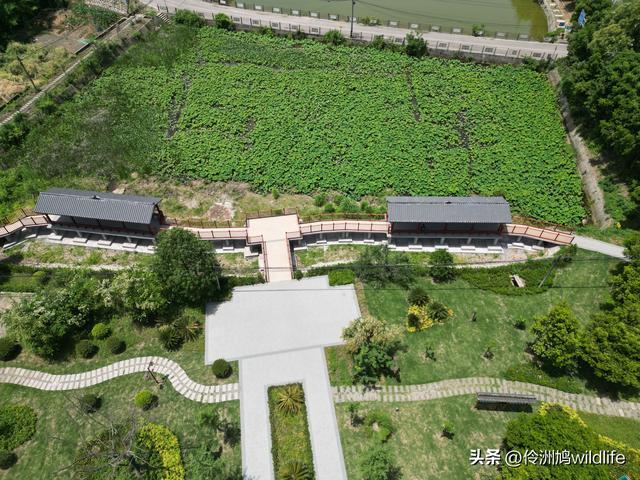 成都徒步（64）·新津篇③观音寺