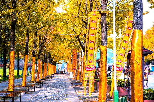 银杏鎏金，灵山胜境的璀璨之约