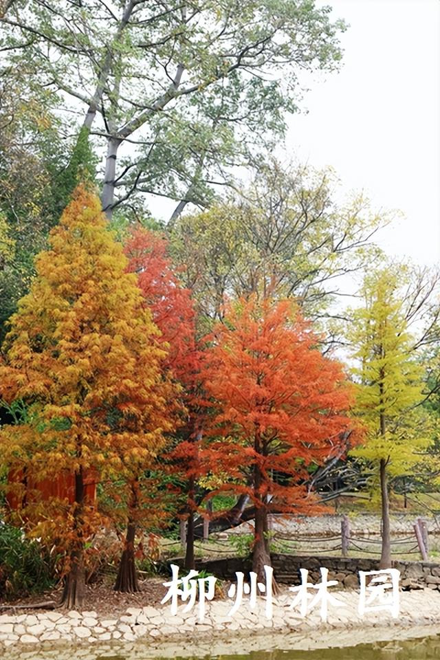 柳州市都乐公园“美拉德”水杉林邀你来打卡！