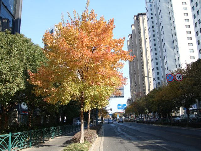 超出片！江阴这些地方“红了”！