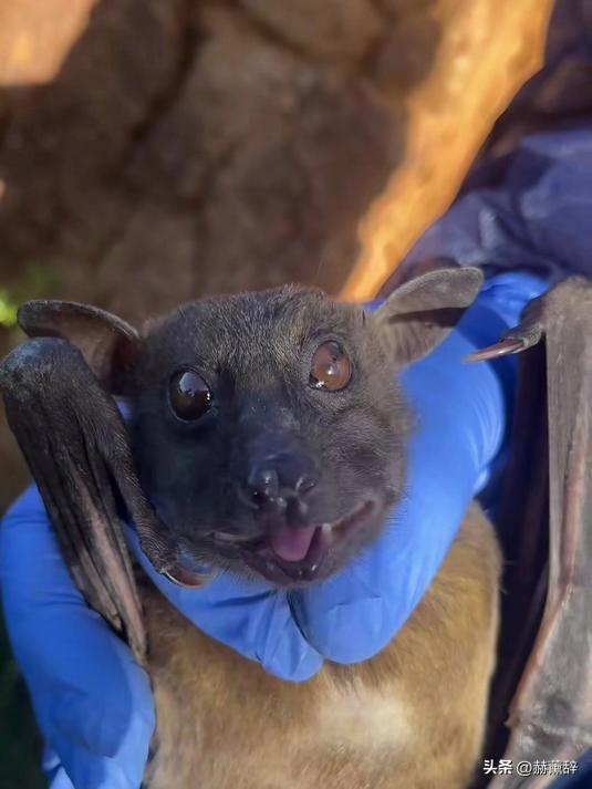 印度爆发尼帕病毒，死亡率达75%，世界经不起折腾	，中国也有病原