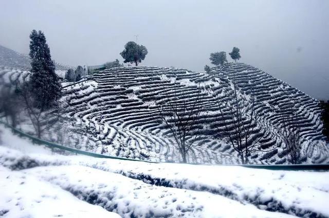 初雪落汉中，万亩茶园美成画！