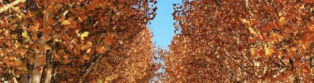 会“变脸”的花开了，醉了！去这些地方邂逅→