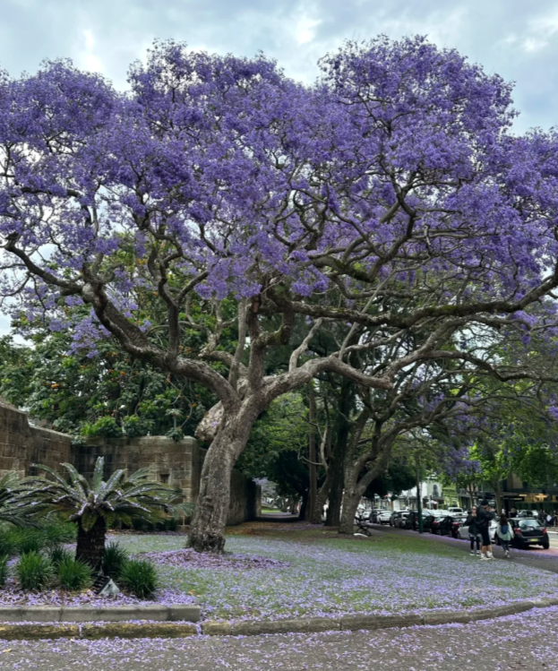 澳洲一年一次的绝美风景再度刷屏! 周杰伦也在打卡, 华人狂偶遇