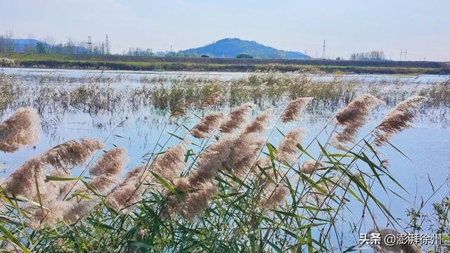 寻美薛城丨自然之美！初冬的芦苇花，蟠龙河畔一道亮丽的风景线！