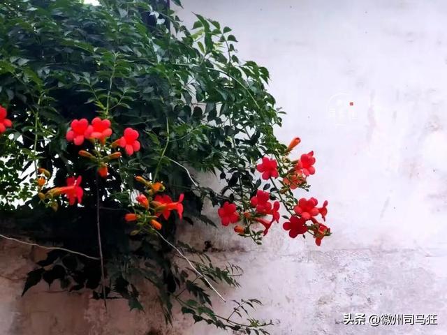 【行走徽州227】芳塘：许是半亩方塘的传承，明经胡有人高中传胪