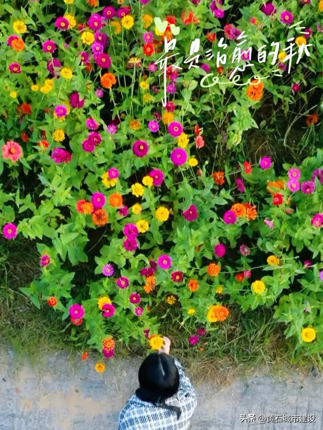 秋日遛娃天花板!黄石这里的百日菊花海美翻了
