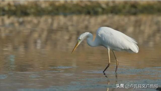 【百鸟翔集】洛水如绸百鸟舞，卢氏七月醉风光！