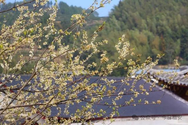 嘿！福建宁德福安市松罗乡花海已上线