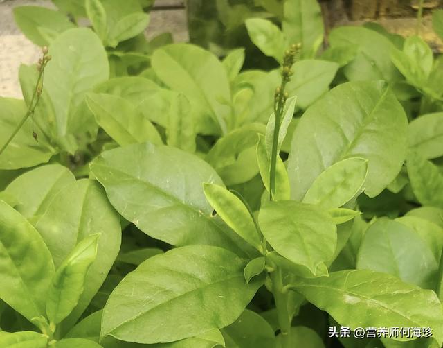 咱老百姓的“土高丽参”，不是真参似真参，许多老人都在吃，珍贵