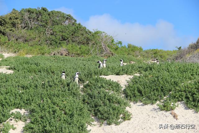 南部非洲：南非开普敦企鹅岛