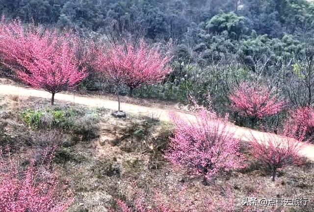 成都山地红梅开花了，粉红云霞铺天盖地，非常震撼，免费！
