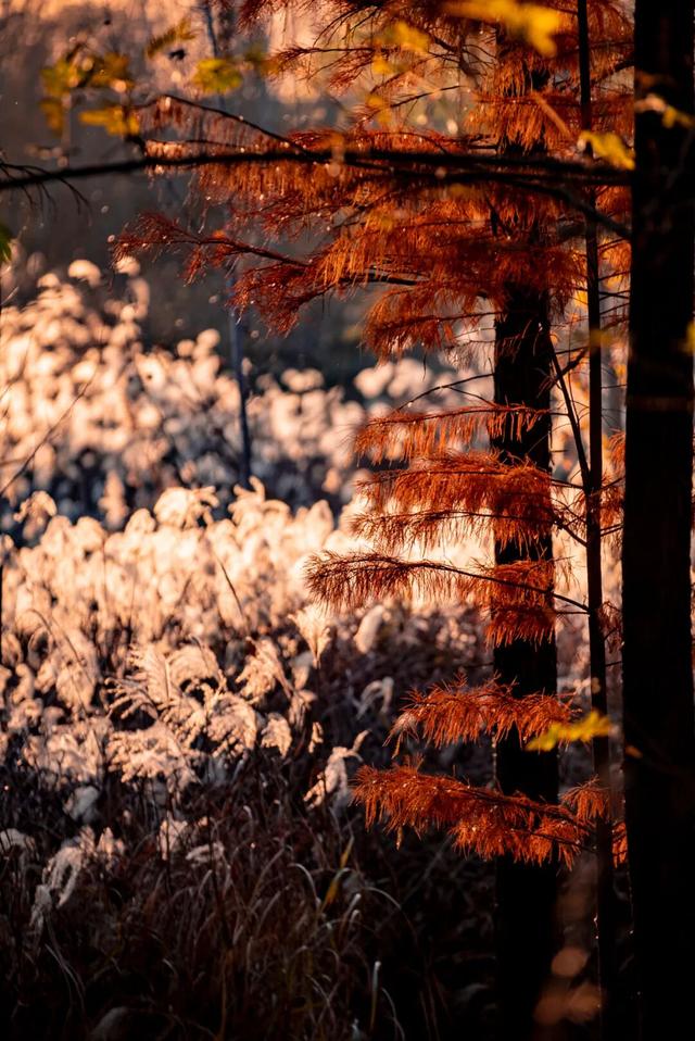 太白湖新区水杉浓度即将达到100%，这份拍照攻略请收好