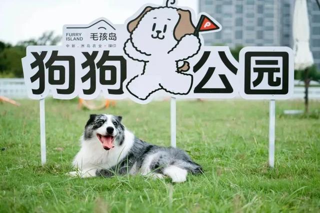 红高粱、向日葵，江心洲打卡正当时