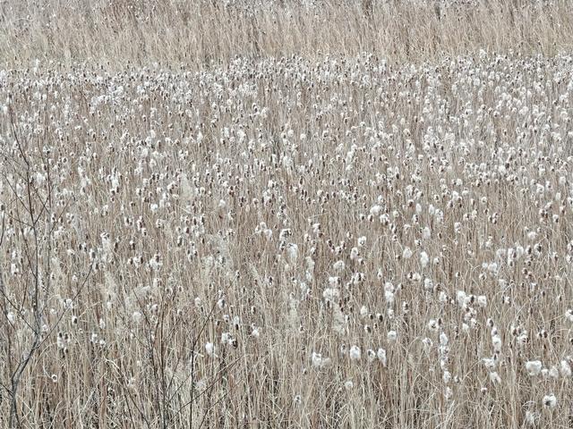 宣化瓦窑头水库芦苇成片，水天一色值得观看