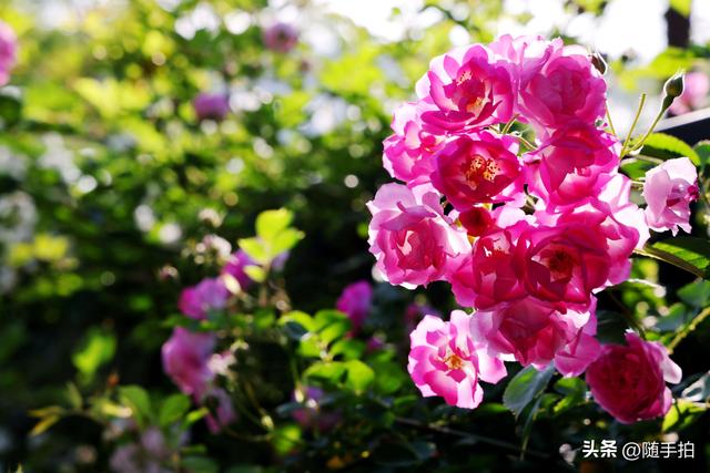 上海闵行“小外滩”蔷薇花怒放，赏心悦目
