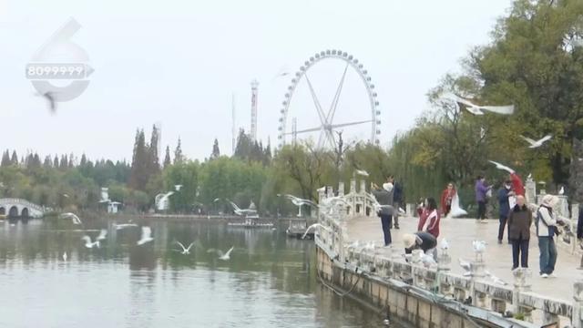 “人少不挤+暖阳鸥遇”，昆明“杀”进淡季旅游热门榜！
