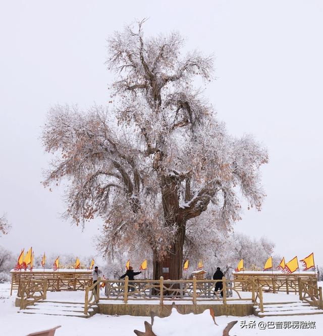 轮台胡杨林雾凇美出圈！这个冬天等你来打卡