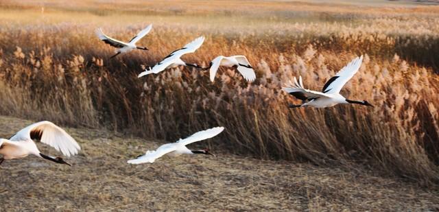 别老盯着南方枫叶乌桕，东北这地方也有你苦寻的秋色美！