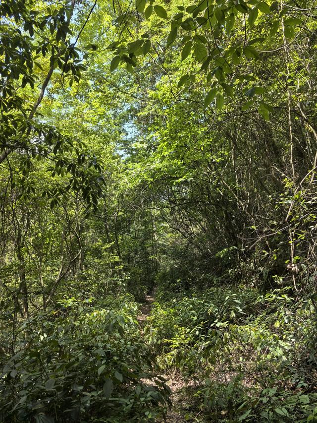 带小朋友去贵州茂兰,连环探洞加漏斗原始森林徒步二日游全攻略!