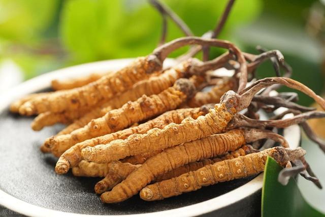 冬虫夏草怎么吃才不浪费？一文解锁正确打开方式