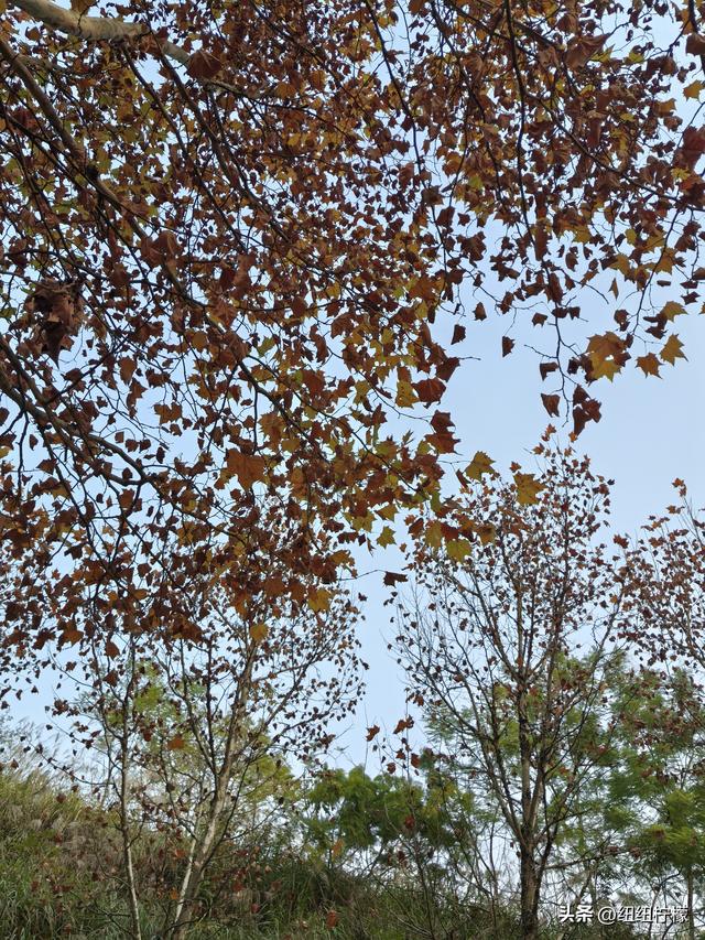 为看金黄美景和红墙，我来北碚静观走一趟，在塔坪寺和思乡台公园