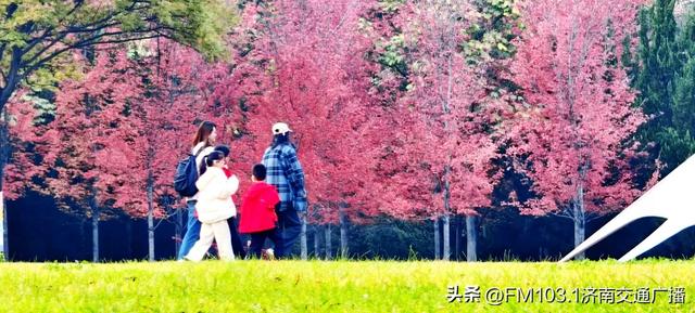 济南植物园藏着秋日顶流!这漫天红叶,正等你赴一场红焰之约