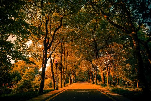 藏不住了！武汉这5处红叶胜境，惊艳了半个旅游圈