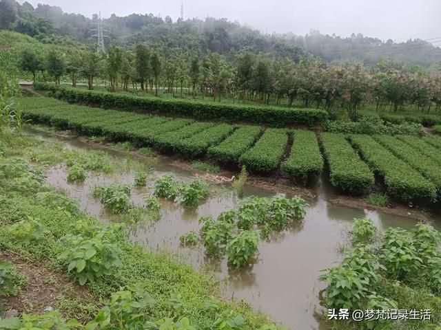 70多岁的老娘像个拼命三郎,一个人在雨天漫步拥抱大自然感觉不错
