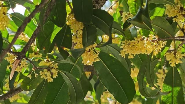 金秋九月，青川的桂花都开了，Pong香！