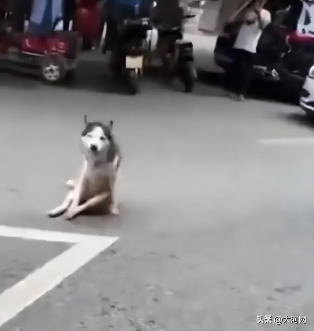 一店主街头砍流浪狗致其死亡，当地通报！周边商户：狗几天前才到街上，应该才走失不久