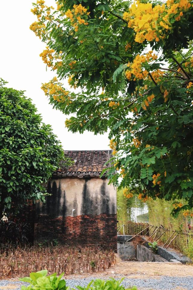 秋意浓，花开正艳！这周末，来东莞万江赏花秋游吧！