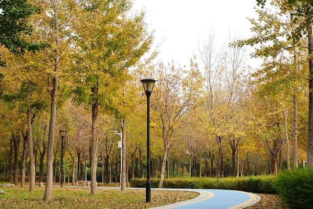 立冬时节，来顺义赴一场银杏之约