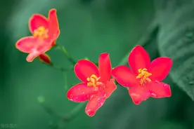 飞花令 | 笑，175句经典含“笑”古诗词名句汇编图片