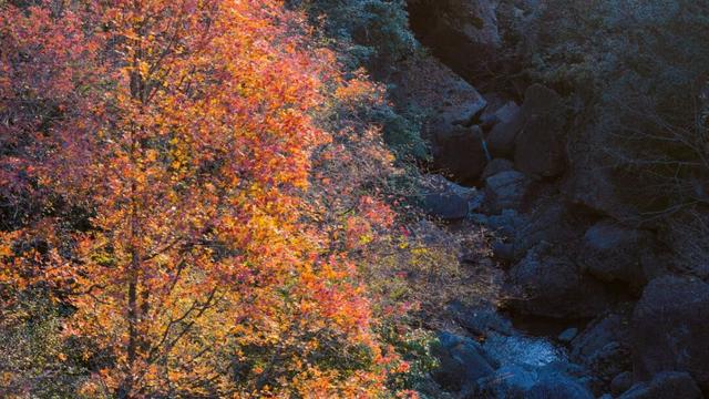 2025利州秋色，每一帧都是限定浪漫