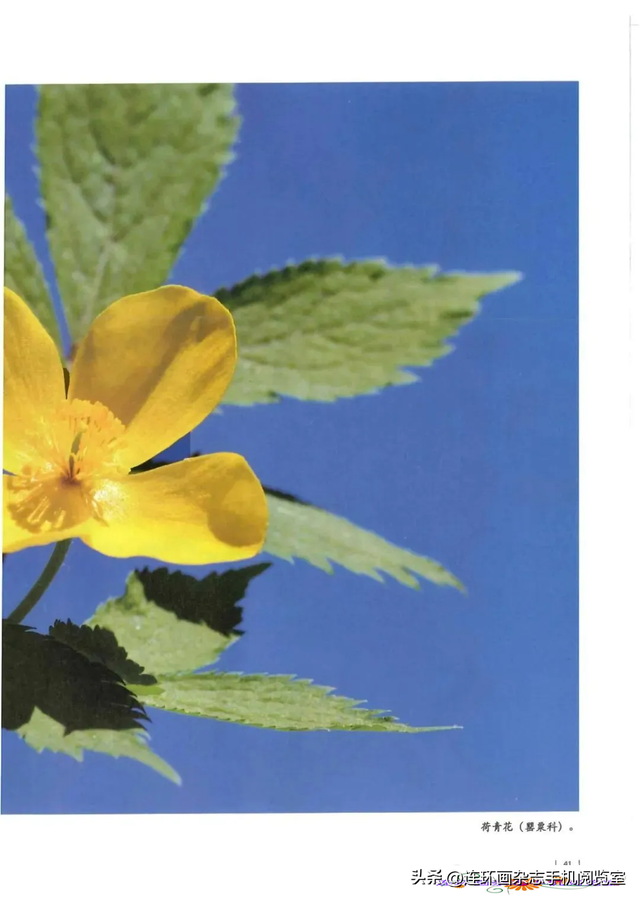 《青山草木》页选03