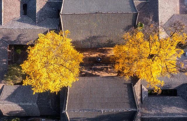 好看！好拍！🤩成都秋日银杏打卡攻略请收好~