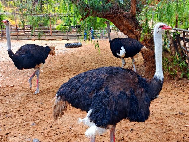 非洲旅游：难忘南非观光之旅纪行（图）