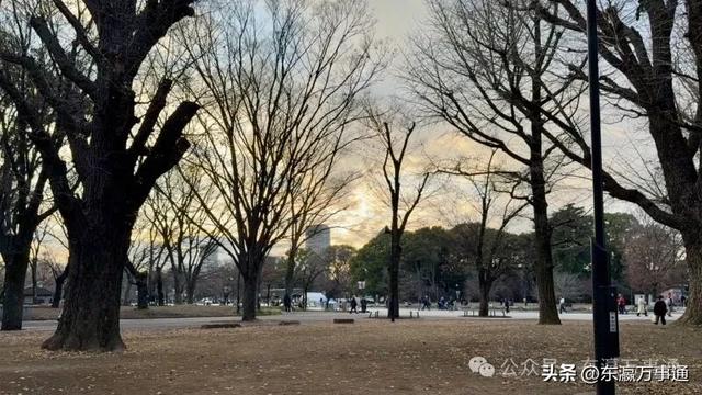 傅滔滔:今天,我走进了上野公园