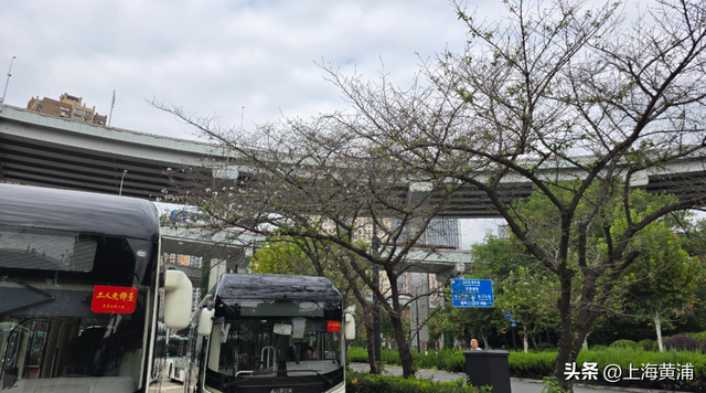 起猛了！南浦大桥下的樱花又开了！