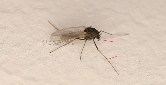 北京雪地惊现蚊子爬行，蚊子出现抗寒性了？