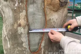 “医美”五年后，大树树洞接近愈合，他们怎么做到的？图片