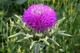 “保护肝脏第一名”不是枸杞，而是它，经常熬夜、容易上火的多吃图片