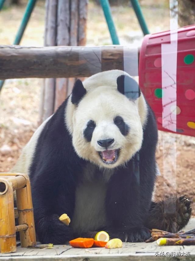 大连对俄免签落地！2小时直飞，解锁“周末海边度假”新模式