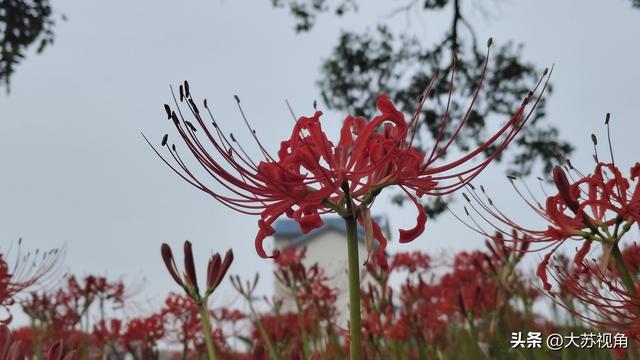 逛南京溧水遇惊喜！彼岸花今年格外多，星星点点美翻了