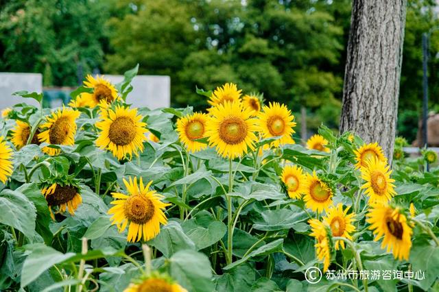 夏日清晨,在桐泾公园邂逅向日葵花海与童话小屋