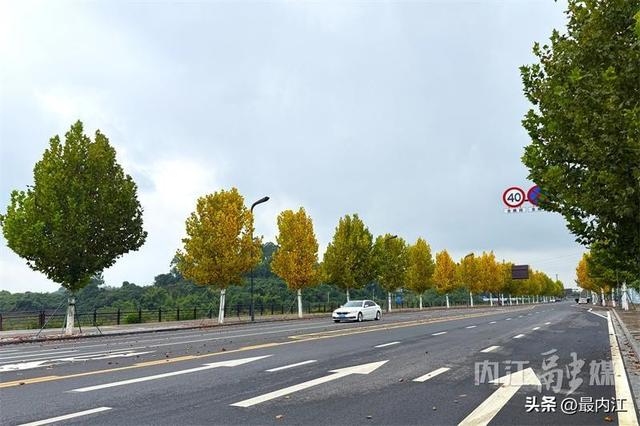初冬限定美景！内江栖霞路梧桐刷屏