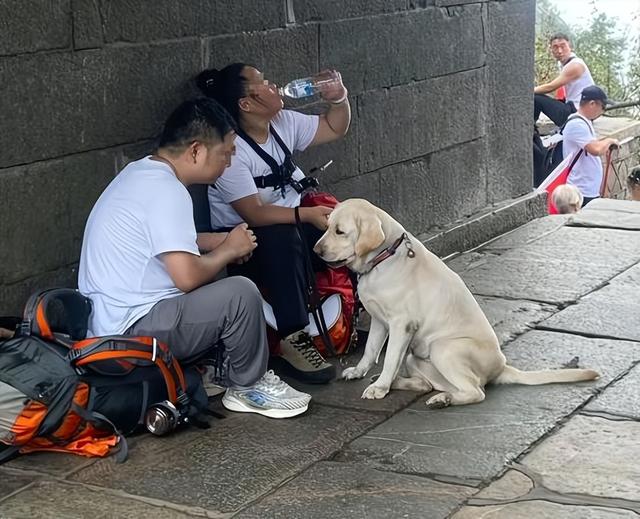带导盲犬爬泰山后续！账号被扒，带狗到处旅游，基地回应大快人心