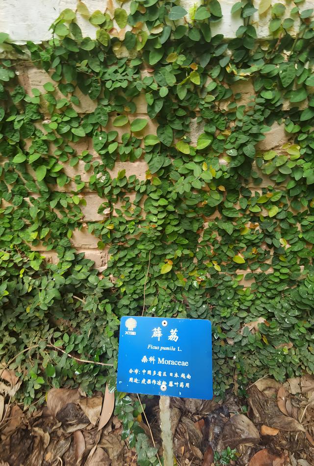 薜荔：从爬藤“活化石”到家居绿墙的养护秘籍